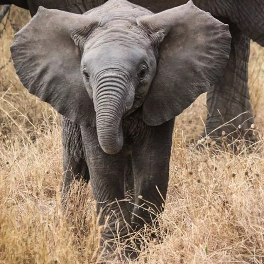 Baby Elephant Howletts